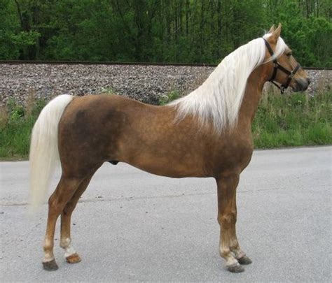 rocky mountain horse breed information history  pictures