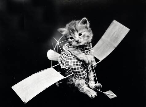 Cute Cat Vintage Photo Free Stock Photo Public Domain