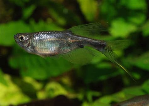 My Experiences With Swordtail Characins Fish Care