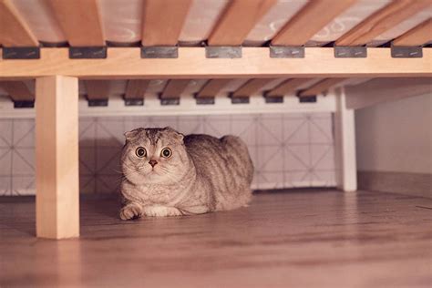 Why Is My Cat Hiding Under The Bed Common Causes Solutions Hepper