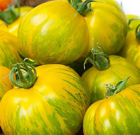 Green Zebra Giant Tomato Seeds Organic Tims Tomatoes