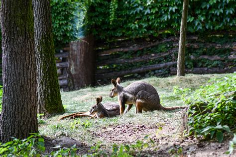Visitors Showed Huge Support For Brno Zoo In 2020 Laptrinhx News