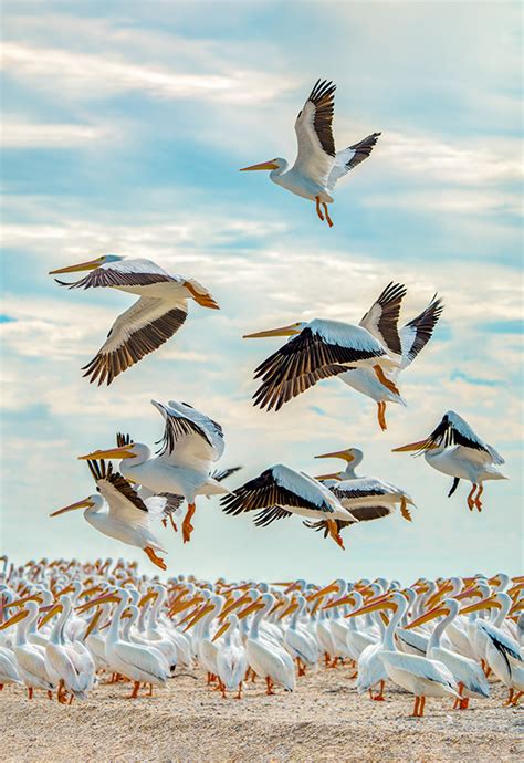 White Pelicans Takeoff Photography By Mark H Brown