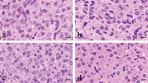 Differential Morphological Effects In Rat Corpora Lutea Among Ethylene