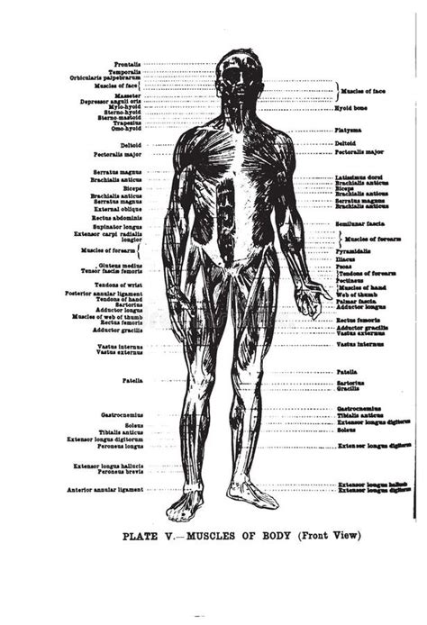 Vertical Anatomy Drawing And Text Of The Muscles Of The Body Front