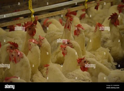 Close Up Of Broiler Breeder Farm Poultry Farming Stock Photo Alamy