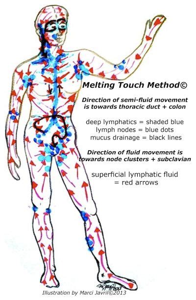 Manual Lymphatic Drainage Vodder