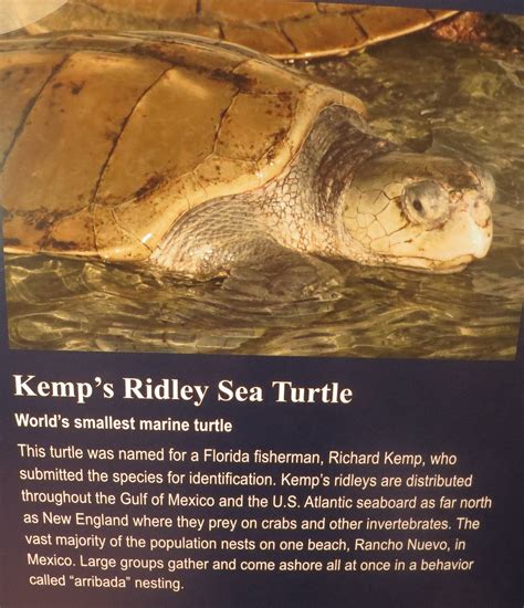 Sea Turtles Of The Jersey Shore Save Coastal Wildlife