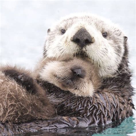 Our Team For Alaska Filmed This Sea Otter Mother And Her Pup Floating