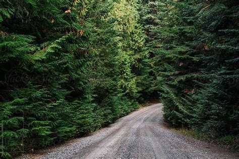 Rural Mountain Road Surrounded By Cedar Trees By Stocksy Contributor