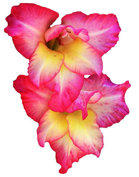 Gladiolus Png Picture Png Mart
