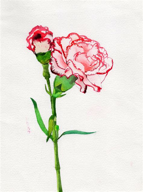 Carnation On Behance Watercolor Calligraphy Pen And Watercolor