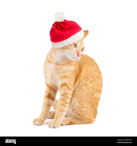 Funny Ginger Tabby Cat In Red Santa Claus Christmas Hat Isolated On