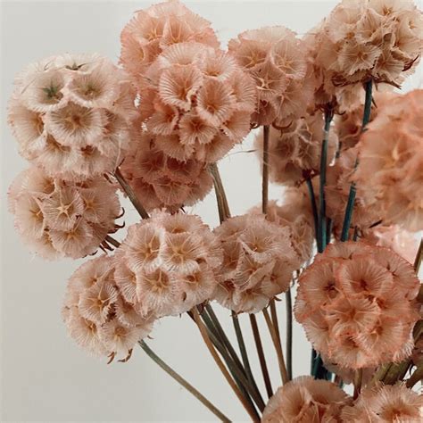 Scabiosa Pods Dried Flower Arrangment Dried Stems Etsy