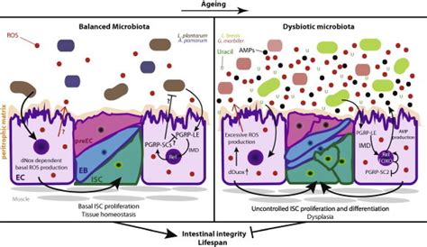 Transient Adult Microbiota Gut Homeostasis And Longevity Novel
