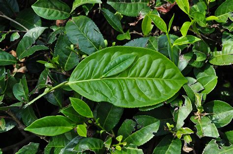 The sinensis and assamica varieties - Discovering Tea