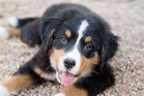 New Puppy Bernese Mountain Dog Elisabeth Hurley Flickr