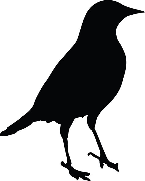 Common Blackbird Drawing Clip Art Bird Png Download 40004993