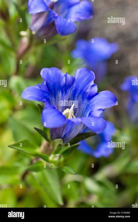 Japanese Gentian Gentiana Hi Res Stock Photography And Images Alamy