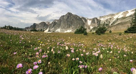 Flower Filled Meadows And The Snowy Range