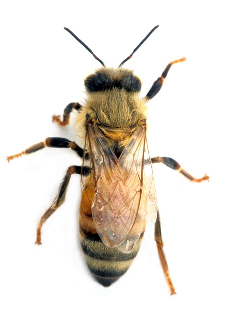 Filecsiro Scienceimage 2317 An Adult Female Worker Honey Bee