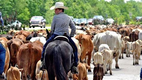 Cowboys Rescue Cattle With Old Fashioned Cattle Drive In Liberty County