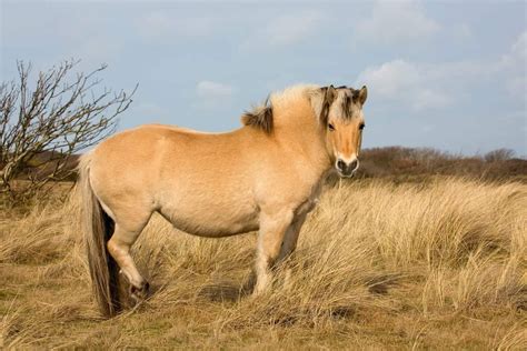 6 Things You Probably Didnt Know About The Fjord Horse Horses Fjord