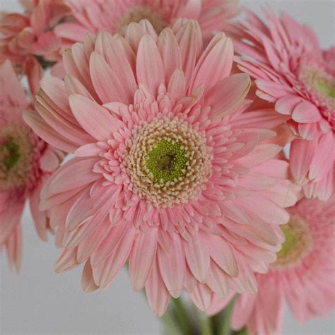 Buy Wholesale Light Pink Gerbera Daisy In Bulk Fiftyflowers