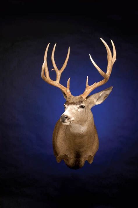 A Deers Head Is Shown Against A Blue Background With The Antlers Visible