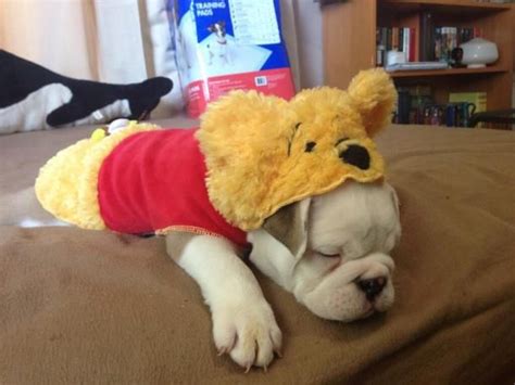 Happy Halloween Bulldog Winnie The Pooh Dog Costume Dog Costume