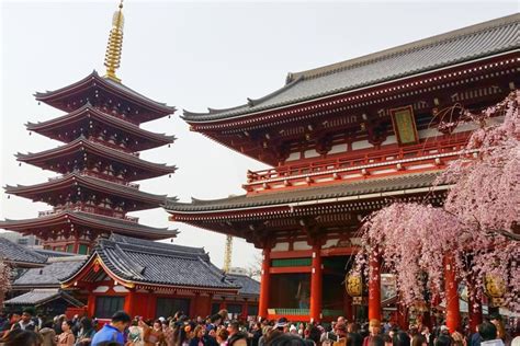 How Is Sensoji Temple For Cherry Blossoms In Tokyo Spring Season Japan Travel Blog