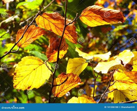Beech Trees Leaves In Autumn Stock Photo Image Of Bright Gold 101306188