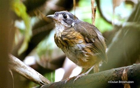 White Lored Antpitta Myrmothera Fulviventris Peru Aves