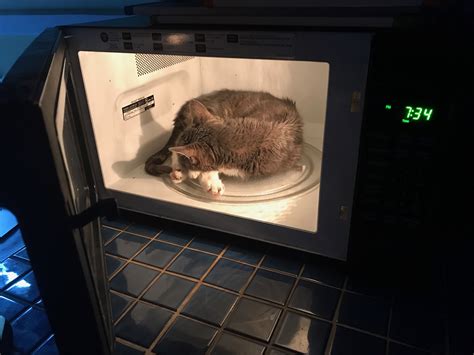 My Cat Fell Asleep In The Microwave Raww