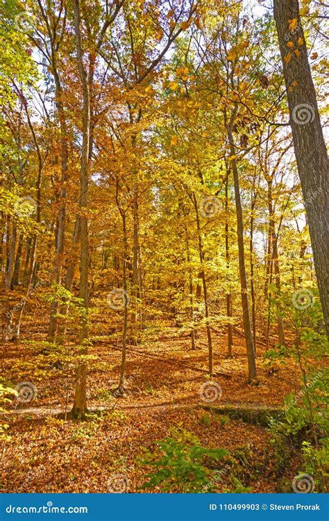 Quiet Path Throught The Fall Forest Stock Image Image Of Autumn