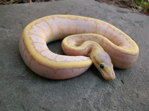 Banana Lemon Blast Morph List World Of Ball Pythons
