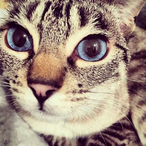Big Blue Eyes Cat The Untrained Eye Flickr