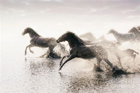 Herd Of Wild Horses Running In Water Photograph By Tunart Fine Art
