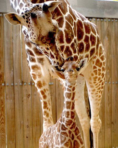 A Six Foot Tall 110 Pound Baby Giraffe Born On Oct 7 2006 At
