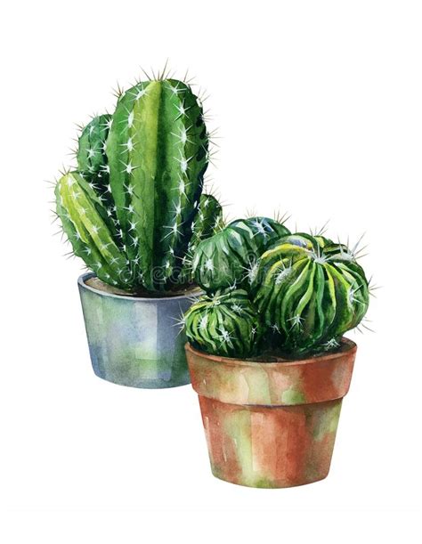 Cacti Watercolor Isolated On White Stock Illustration Illustration