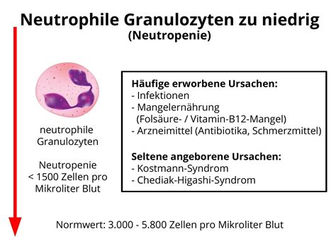 Neutropenie Neutrophile Granulozyten Zu Niedrig