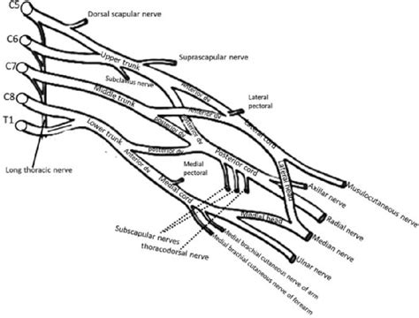 Terminal Branches Of The Brachial Plexus Download Scientific Diagram