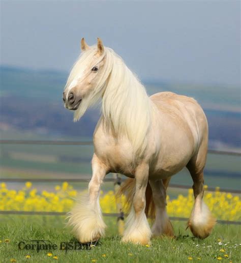 100% guaranteed palomino or buckskin foals. palomino gypsy vanner named LADY CHANCE | Horses We ℒℴѵℯ | Pinterest | Palomino, Horse and Animal