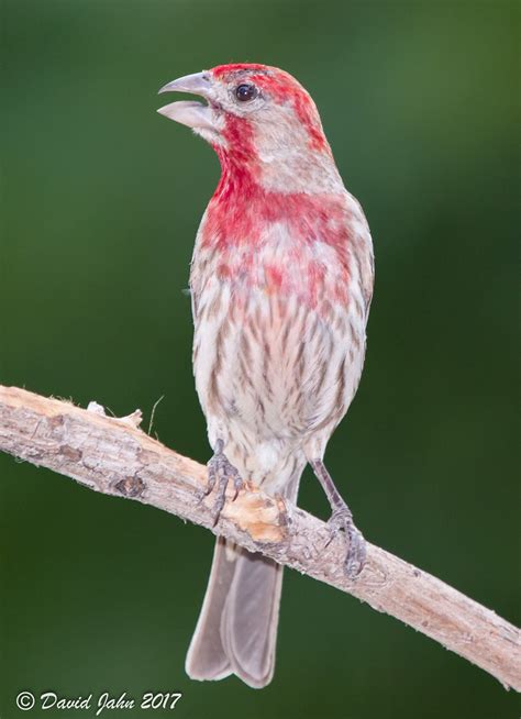 Finch House Finch Haemorhous Mexicanus From Contra Costa Flickr
