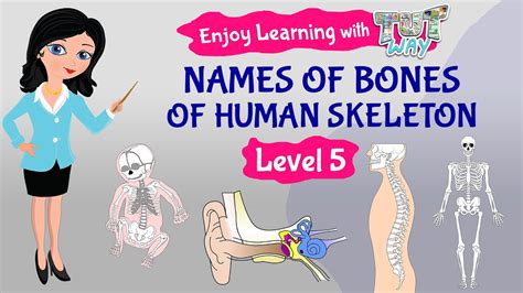 Human Skeleton Bones Skeleton System Science Grade 5 Tutway
