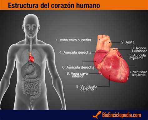 Sistema Cardiovascular Humano Características Bioenciclopedia
