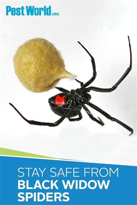 Everyone Knows Black Widow Spiders Are Dangerous But Most Arent Aware