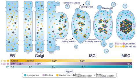 Metabolites Free Full Text Inside The Insulin Secretory Granule