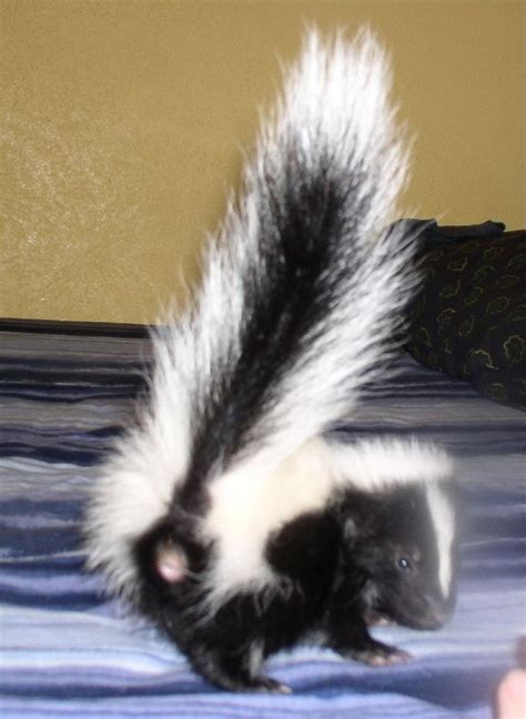 Cute Baby Pet Skunk 6 Weeks Old Animals Pinterest