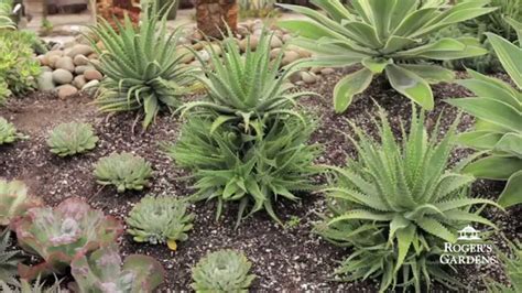 Outdoor succulents need to be watered more frequently because they are exposed to extra intense sunlight and are in a harsher environment. Gardening 101 Series | Do Succulents Need Water? with ...